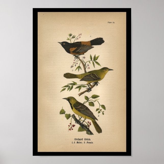 1890 Bird Print Orchard Oriole Poster (Vorne)