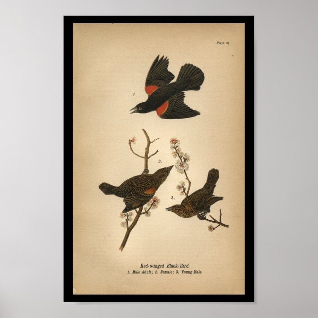 1890 Bird Print Red-Flügel Black Bird Poster (Vorne)