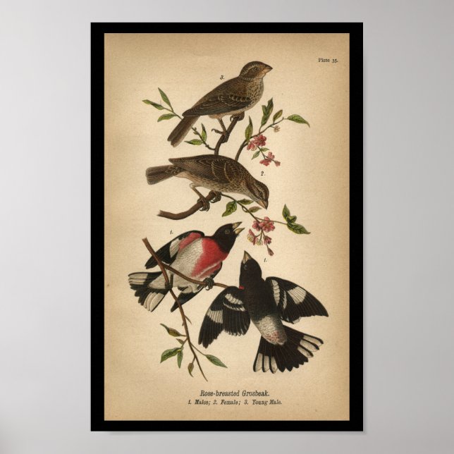 1890 Bird Print Rose gebrannter Grosbeak Poster (Vorne)