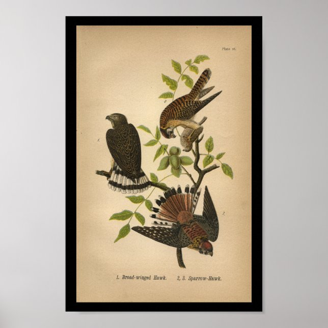 1890 Bird Print Sparrow Hawk Poster (Vorne)