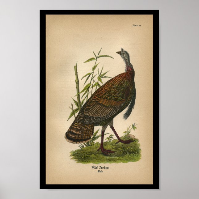 1890 Bird Print Wild Türkei Poster (Vorne)