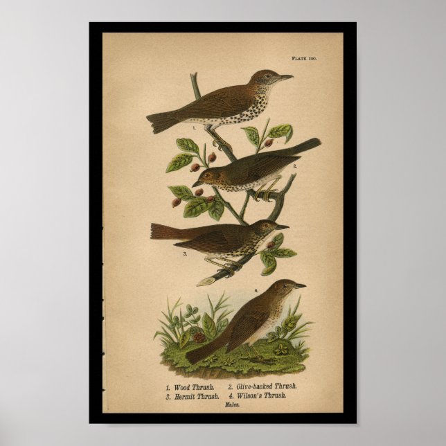 1890 Bird Print Wood Thrush Poster (Vorne)
