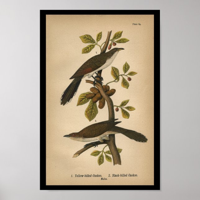 1890 Bird Print Yellow-billed Cuckoo Poster (Vorne)