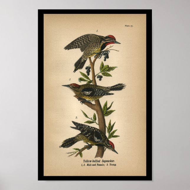1890 Bird Print Yellow-Blies Sapsucker Poster (Vorne)