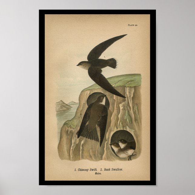 1890 Impression d'oiseaux Chimney Swift (Devant)