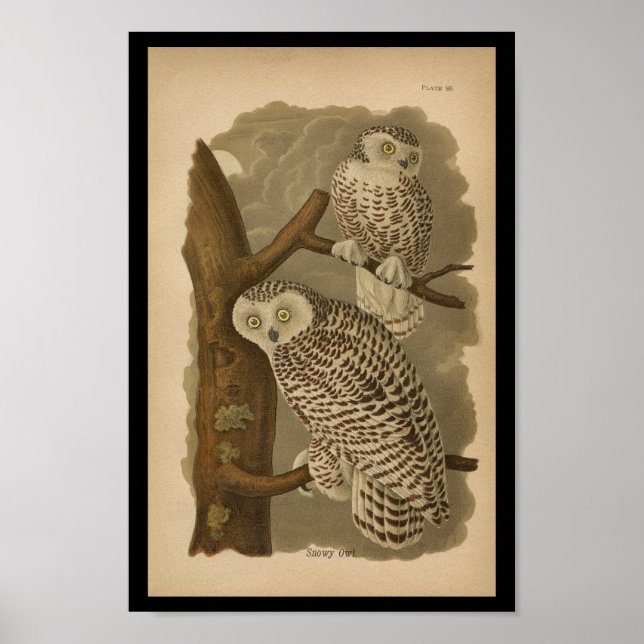 1890 Vogel Print Snowy Owl Poster (Vorne)