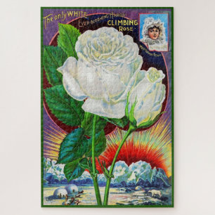 1890s rose catalog illustration White Rose