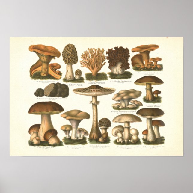 1894 Pilze Variety Fungus Print in deutscher Sprac Poster (Vorne)
