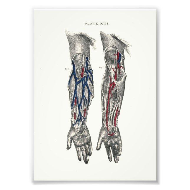 1895 Druckarm der menschlichen Anatomie Fotodruck (Vorne)