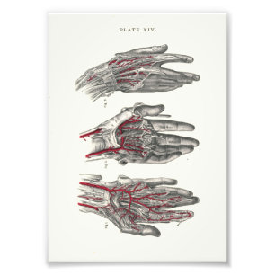 1895 Druckhands für die menschliche Anatomie Fotodruck