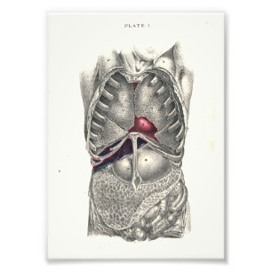 1895 Human Anatomy Print Abdomen Fotodruck