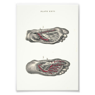 1895 Human Anatomy Print Foot Fotodruck