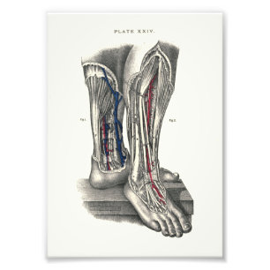 1895 Menschen-Anatomie-Druck-Bein Fotodruck
