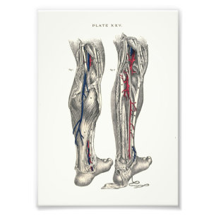 1895 Menschen-Anatomie-Druck-Bein Fotodruck