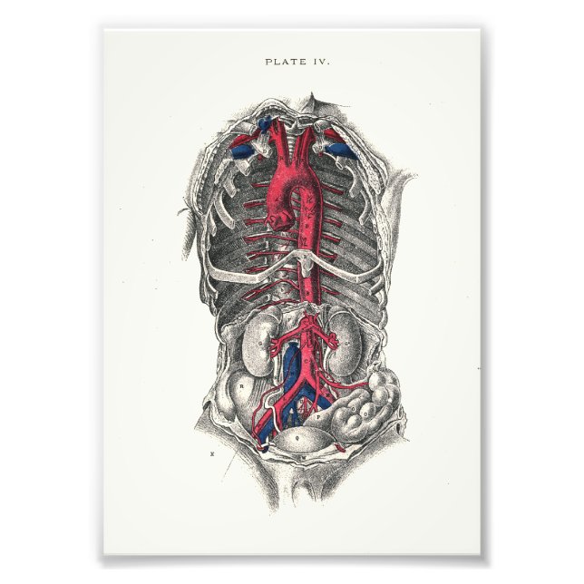1895 Menschliche Anatomie Druckkunst Fotodruck (Vorne)