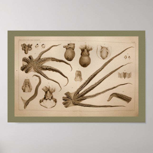 1896 Vintage Octopus Anatomie Art Print Poster (Vorne)