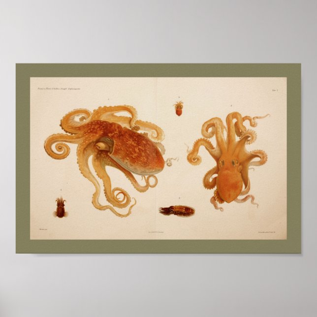 1896 Vintager Oktopus Art Print Poster (Vorne)