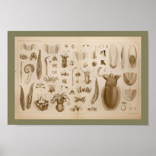 1896 Vintager Poster