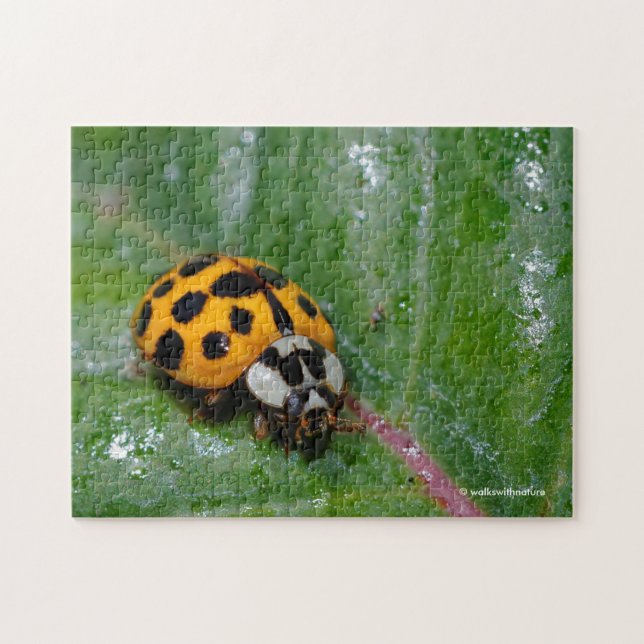 18-Gepunktete Gelbe und Schwarze Ladybug (Horizontal)