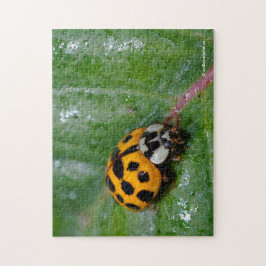18-Gepunktete Gelbe und Schwarze Ladybug