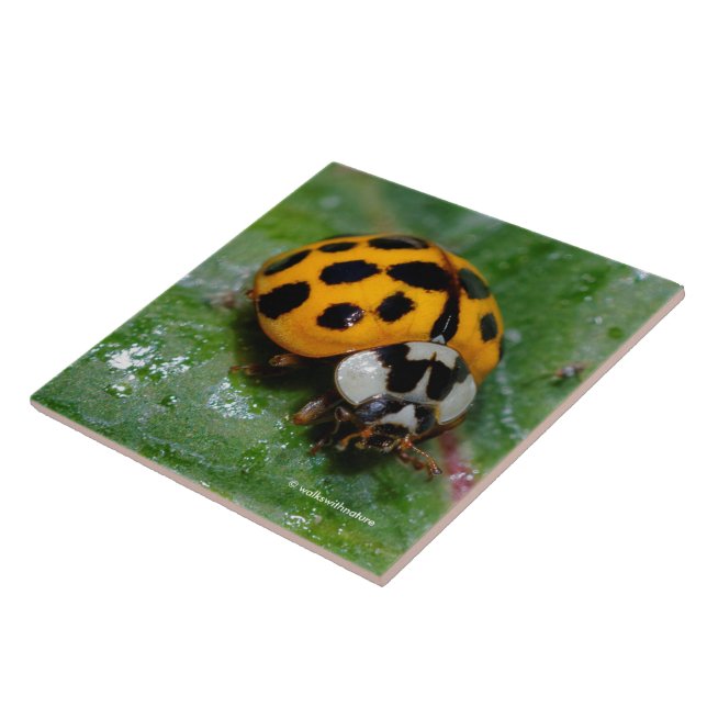 18-Gepunktete Gelbe und Schwarze Ladybug Fliese (Seite)