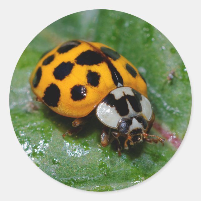 18-Gepunktete Gelbe und Schwarze Ladybug Runder Aufkleber (Vorderseite)