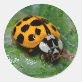 18-Gepunktete Gelbe und Schwarze Ladybug Runder Aufkleber
