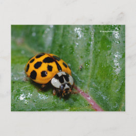 18-Gepunkteter Gelber Ladybug auf Sticky Leaf Postkarte