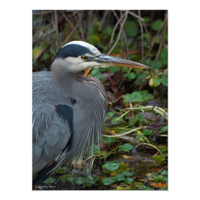 18X24 Great Blue Heron Fotodruck (Vorne)