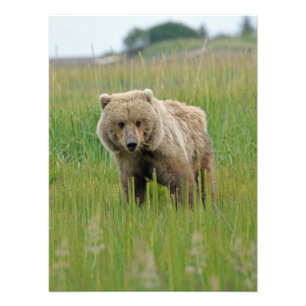 18x24 Photo satinée de l'ours grizzli