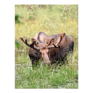 18x24 Satin-Foto Fotodruck