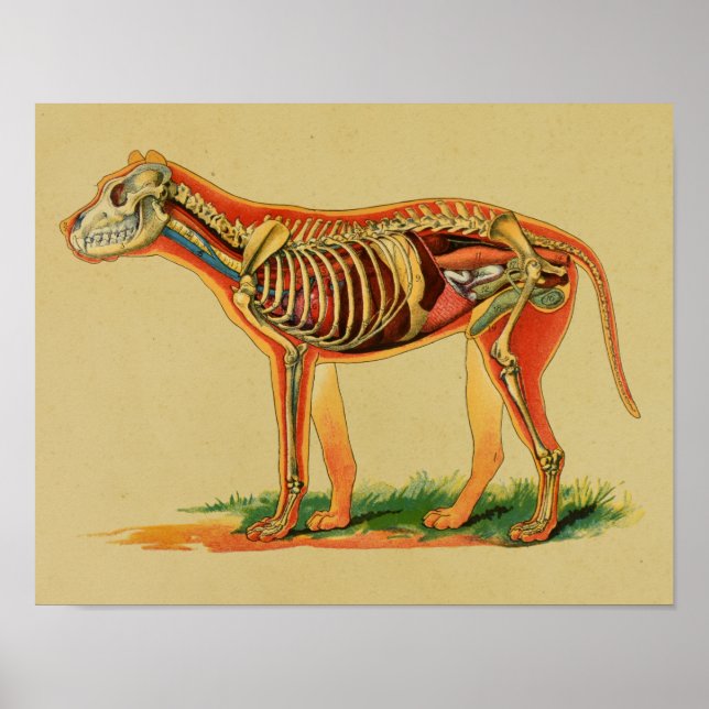 1905 Dog Canine Anatomie Vintag drucken Poster (Vorne)