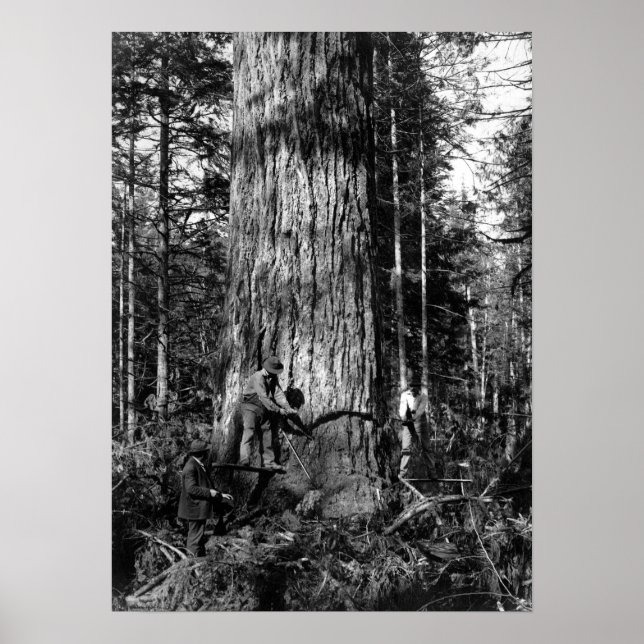 1910 STANLEY PARK CANADA LOGGERS POSTER (Vorne)