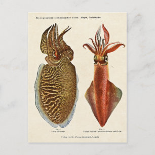 1913 Sepia und Octopus Postkarte