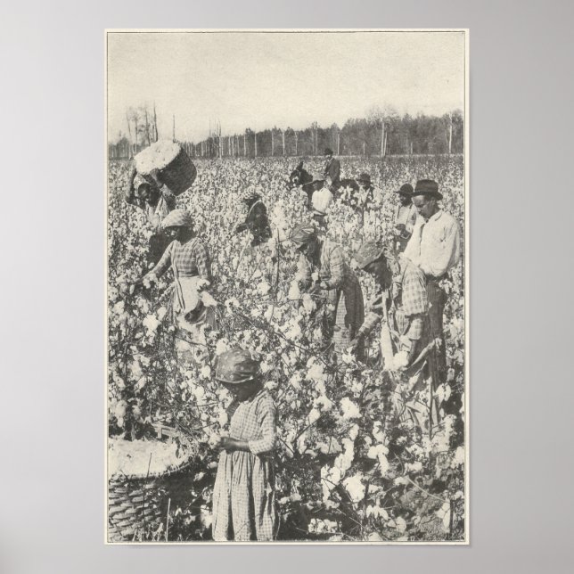 1916 Baumwolle pflücken Poster (Vorne)
