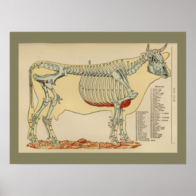 1917 Vintage Skelettanatomie-Diagramm Poster (Vorne)