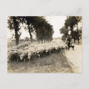 1921 Französischer Schäfer Postkarte