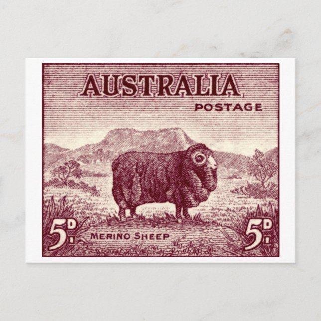 1934 Australian Merino Sheep Postkarte (Vorderseite)