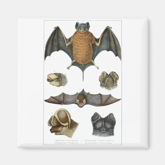 19. C. Bat Print Magnet (Vorne)