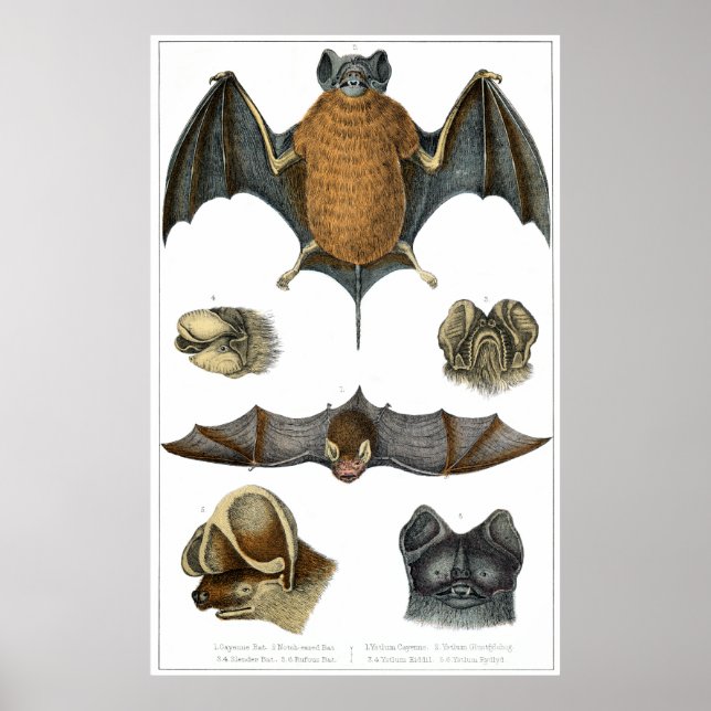 19. C. Bat Print Poster (Vorne)