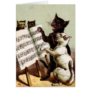 19. C. Gesang-Katzen