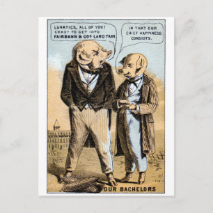 19. C. Schweine träumen von Lard Postkarte
