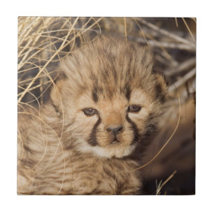 19 Days old Cub. Namibia Fliese