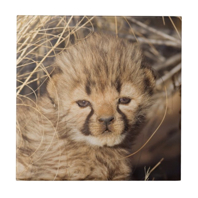 19 Days old Cub. Namibia Fliese (Vorderseite)