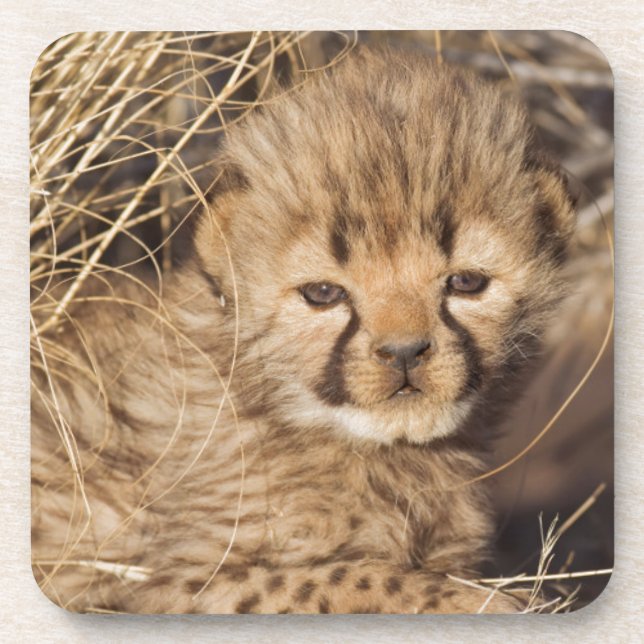 19 Days old Cub. Namibia Getränkeuntersetzer (Vorderseite)