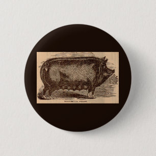19. Jahrhundert Farm Animal Print Berkshire Sauen  Button