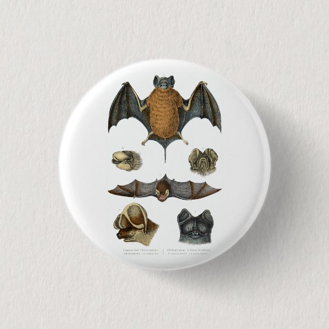 19. Jh. Fledermausdruck Button (Vorderseite)