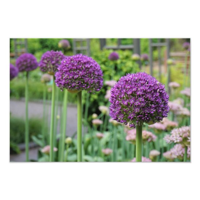 19"x13" Allium Fotodruck (Vorne)