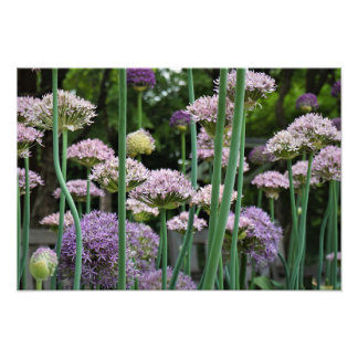 19"x13" Allium Fotodruck