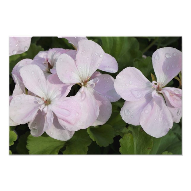 19"x13" Geranium Fotodruck (Vorne)